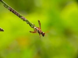 piccole api prative con uno sfondo naturale foto