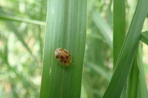 primo piano specie di coleotteri aspidimorpha miliaris appollaiato su foglie verdi, con foglie verdi sfondo sfocato. aspidimorpha miliaris è una specie asiatica diffusa di coleotteri, famiglia chrysomelidae foto