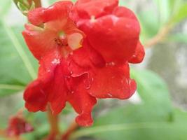 impatiens balsamina flower, comunemente noto come balsam, garden balsam, rose balsam, touch me not o spotted snapweed, è una pianta annuale che cresce da 20 a 75 cm di altezza, con uno stelo spesso ma morbido foto