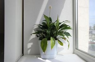 la pianta dello spathiphyllum è come una pianta d'appartamento in vaso. piante d'appartamento sul davanzale foto