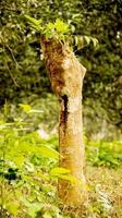 vecchio albero che cresce nuove foglie nella foresta foto