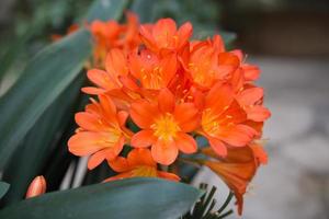 bellissimi fiori di clivia o giglio di cespuglio. colore arancione vivace. foto