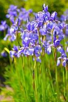 fiori blu viola di iris selvatica, ricoperti da gocce di pioggia estiva, su sfondo verde foto