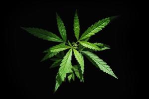isolato di foglie di cannabis fresche su sfondo nero foto