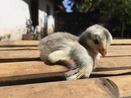 pulcini indonesiani carini e adorabili foto