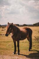 cavallo selvaggio marrone in natura. foto