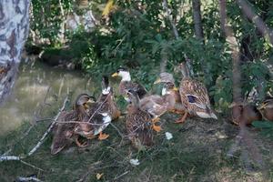 famiglia di anatre vicino allo stagno. mamma anatra con anatroccoli foto