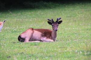 un primo piano di alcuni daini in campagna foto