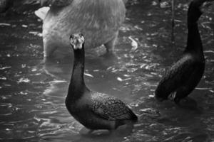 uccello cormorano in bianco e nero in primo piano. piumaggio dettagliato. predatore foto