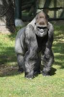 gorilla, dorso d'argento. la grande scimmia erbivora è imponente e forte. foto