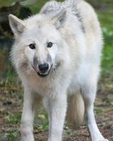 giovane lupo bianco del parco dei lupi werner freund. foto