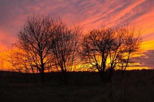 tramonto con cielo in fiamme dietro gli alberi. foto