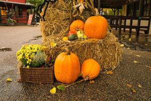 la zucca è decorativa, deliziosa, sana e bella da vedere. foto