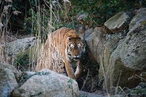 tigre siberiana. elegante gatto grande. predatore in via di estinzione. pelliccia a righe bianche, nere, arancioni foto