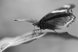 farfalla esotica su una foglia. delicata farfalla ripresa in bianco e nero. foto