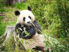 grande panda seduto a mangiare bambù. specie in pericolo. mammifero in bianco e nero foto