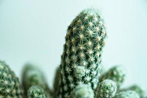 cactus escobaria chiuso con sfondo bianco thorn texture. piccola pianta bella e resistente alla siccità, succulenta foto