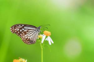 bellissime farfalle in natura stanno cercando il nettare dai fiori nella regione tailandese della tailandia. foto