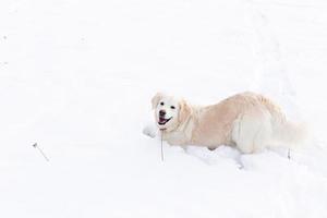 grande cane bianco labrador golden retriever nel paesaggio invernale corre nella neve. foto