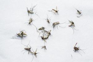 un gran numero di zanzare morte su uno sfondo bianco. foto