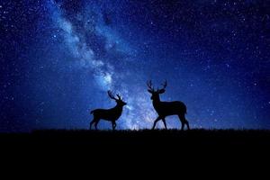 sagoma di cervo notturno sullo sfondo della via lattea. bellissime immagini di sfondo foto