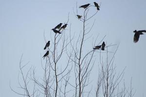 corvi sull'albero. molti uccelli sui rami degli alberi. foto