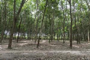 primo piano primo piano del percorso a piedi a terra. il bacground delle piantagioni di alberi della gomma è bellissimo in Thailandia. foto