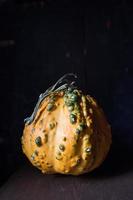 zucche di zucca da zucca autunnali su sfondo scuro foto