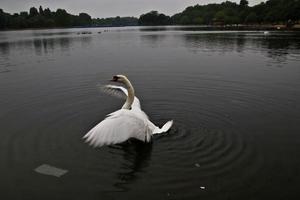 una veduta di un cigno reale a londra foto