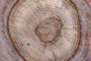 bella frattura di legno vecchia quercia, struttura naturale da vicino foto