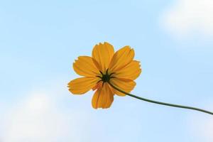 cosmo giallo naturalmente bello o fiori a forma di stella che sbocciano al sole in una giornata molto calda. natura creativa sullo sfondo del cielo blu foto