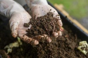 mano maschio che tiene terreno e lombrichi, concetto di agricoltura di conservazione foto