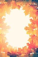 foglie autunnali colorate e luminose foto