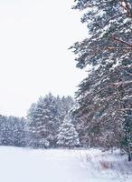 foresta invernale ghiacciata con alberi innevati. foto