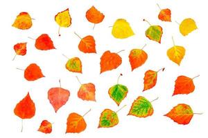 foglie autunnali colorate e luminose. betulla foto