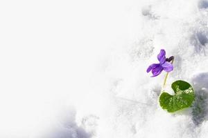 fiore di bucaneve che cresce nella neve nella foresta di inizio primavera foto