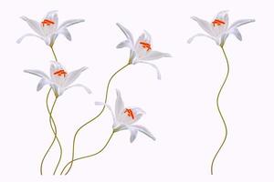 fiori di giglio luminosi isolati su sfondo bianco. foto