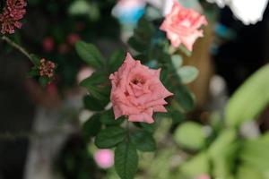 rose color pastello. soft focus piccola profondità di campo foto. concetto di san valentino foto