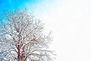 foresta invernale ghiacciata con alberi innevati. foto