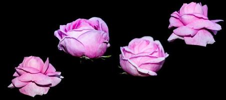 rose bocciolo di fiori su sfondo nero foto