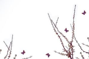 farfalla insetto. ramo fiorito di ciliegio isolato su sfondo bianco. foto