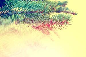 i rami dell'albero di natale innevato dell'albero foto