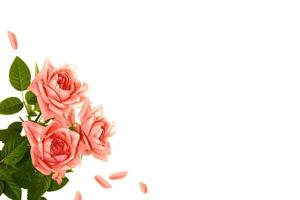rose bocciolo di fiori su sfondo bianco foto