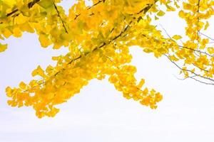 foglie gialle di ginkgo biloba in autunno su sfondo bianco foto