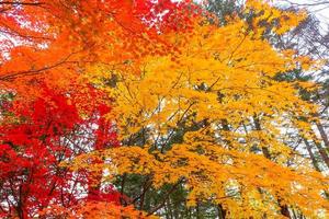 foglie d'acero colorate nel parco autunnale dell'isola di nami, corea del sud foto