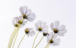 bianco cosmo fiore bella fioritura isolato su sfondo bianco, copia spazio foto