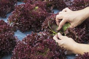 uomo di fattoria che elimina le erbacce nel suo orto biologico di tettuce di corallo rosso foto