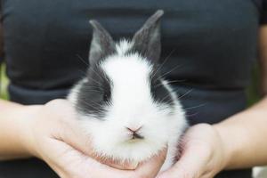 adorabile bambino 2 settimane coniglio tailandese in mano della signora foto