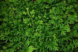 texture di foglie di felce verde per l'uso in background - sfondo verde fresco della natura foto