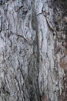 corteccia di albero grigia ruvida e irregolare con un motivo di crepe. struttura in legno modello naturale vecchio bordo vintage verde marrone rosso sfondo sfondo duro mockup foto